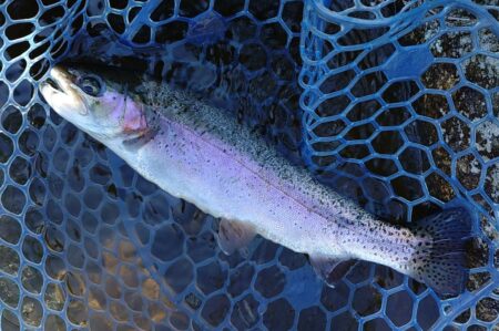 サクラマスを釣りに行ったんだが ～平谷湖フ…